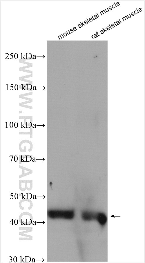 Western Blot (WB) analysis of various lysates using TRIM63 Polyclonal antibody (55456-1-AP)