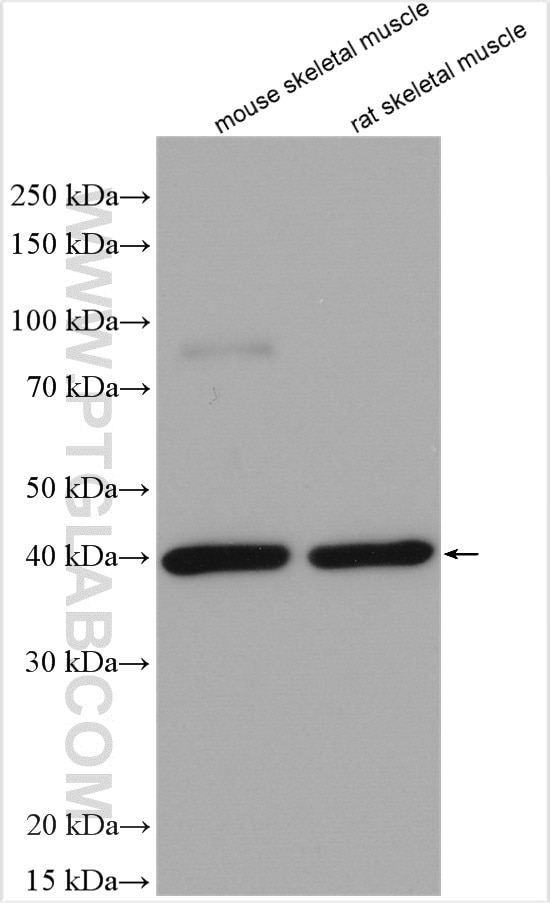 Western Blot (WB) analysis of various lysates using TRIM63 Polyclonal antibody (55456-1-AP)