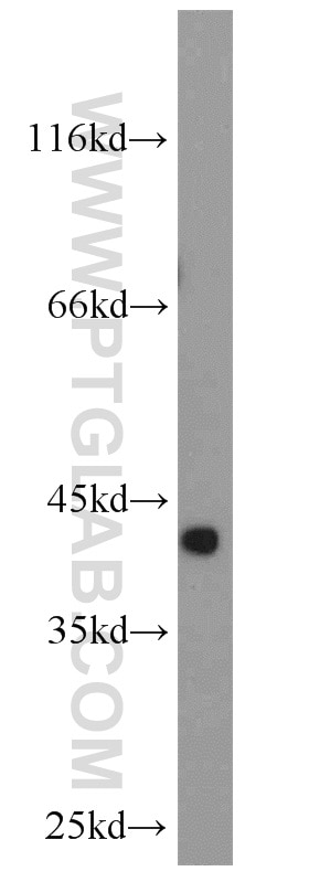 Western Blot (WB) analysis of mouse heart tissue using TRIM63 Polyclonal antibody (55456-1-AP)