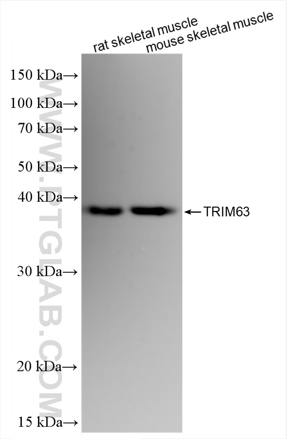 Western Blot (WB) analysis of various lysates using TRIM63 Recombinant antibody (82345-4-RR)