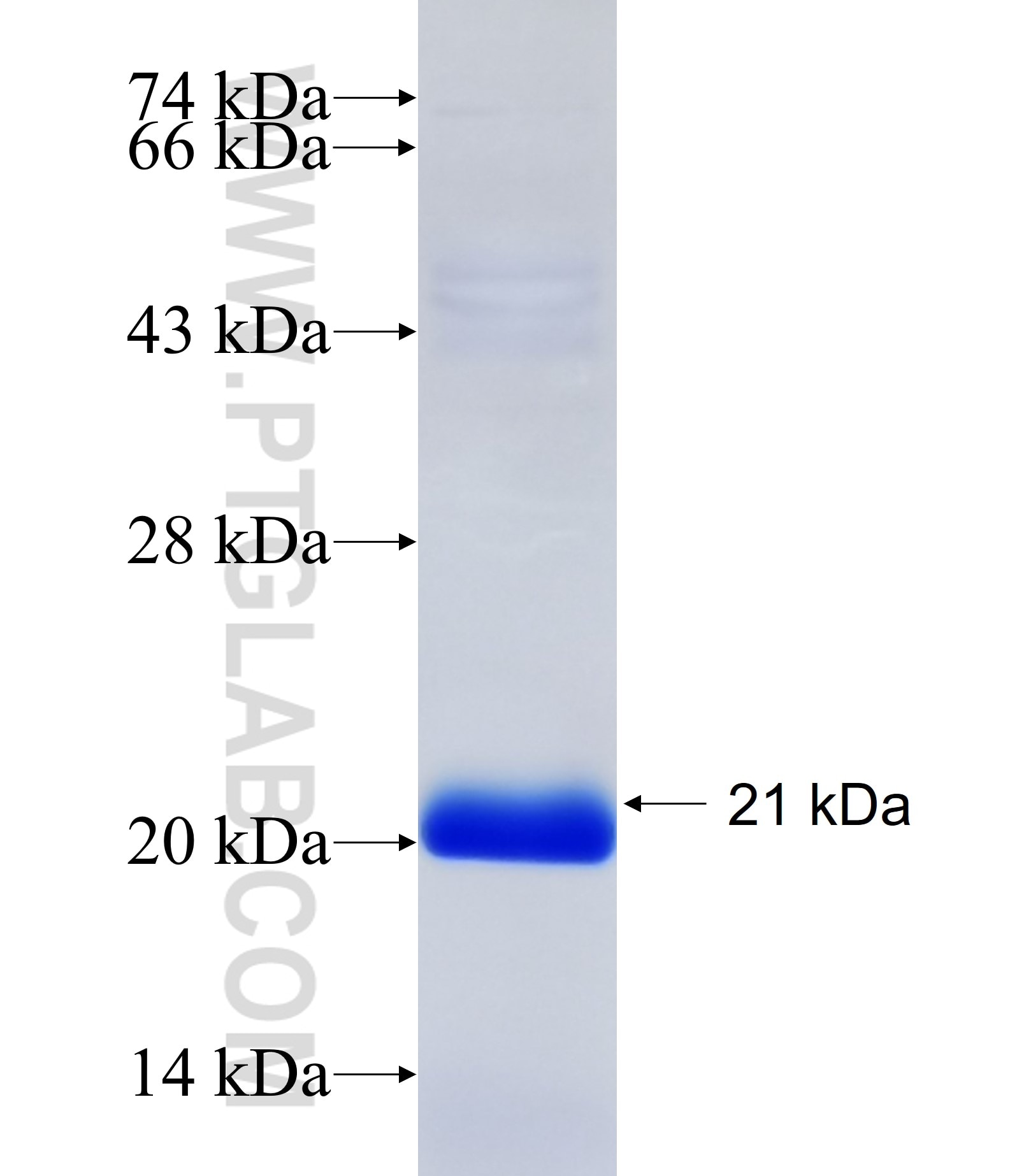 TRIM63 fusion protein Ag34255 SDS-PAGE