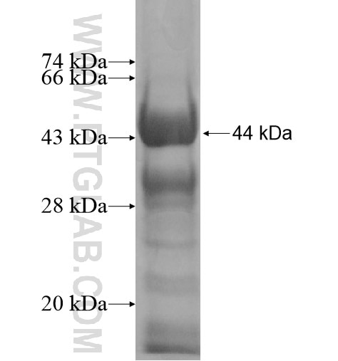 TRIM68 fusion protein Ag12578 SDS-PAGE