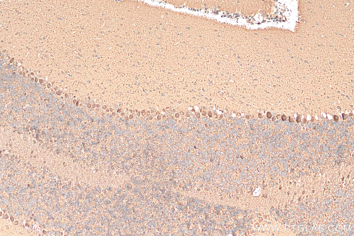 Immunohistochemistry (IHC) staining of mouse cerebellum tissue using TRIM69 Polyclonal antibody (29907-1-AP)