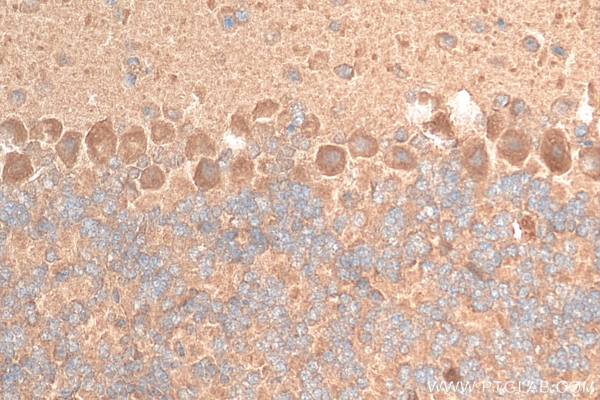 Immunohistochemistry (IHC) staining of mouse cerebellum tissue using TRIM69 Polyclonal antibody (29907-1-AP)