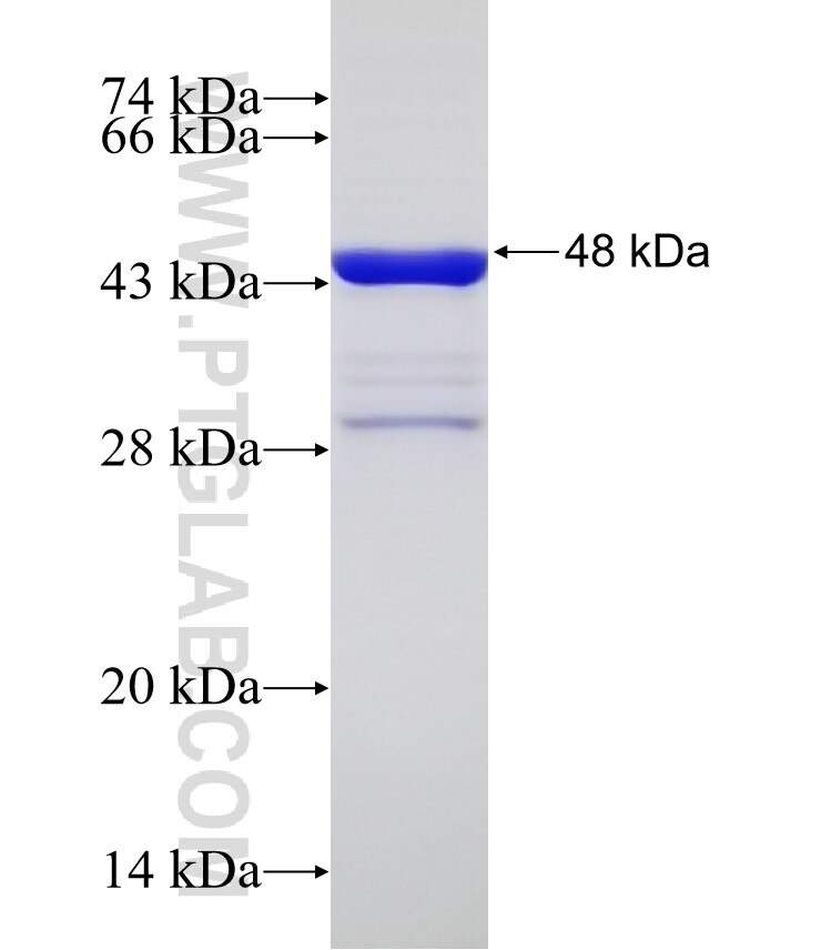 TRIM69 fusion protein Ag31775 SDS-PAGE