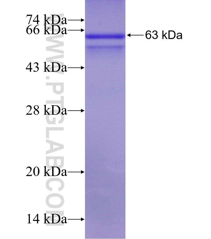 TRIM69 fusion protein Ag4074 SDS-PAGE