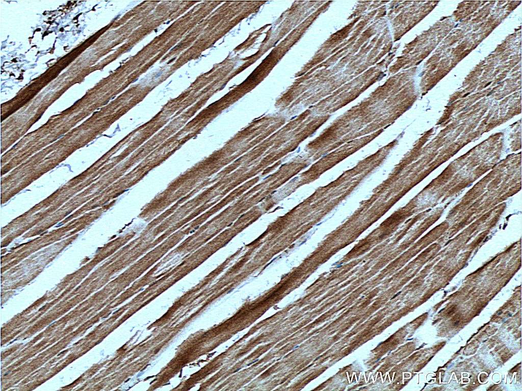 Immunohistochemistry (IHC) staining of mouse skeletal muscle tissue using TRIM7 Polyclonal antibody (26285-1-AP)