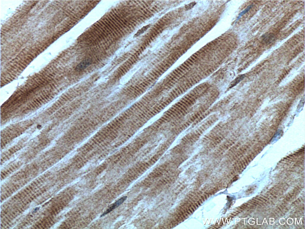 Immunohistochemistry (IHC) staining of mouse skeletal muscle tissue using TRIM7 Polyclonal antibody (26285-1-AP)