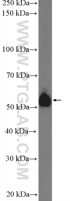 Western Blot (WB) analysis of mouse heart tissue using TRIM7 Polyclonal antibody (26285-1-AP)