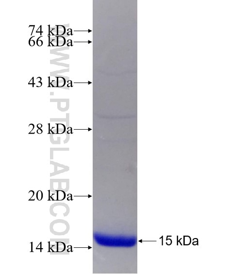 TRIM7 fusion protein Ag23453 SDS-PAGE