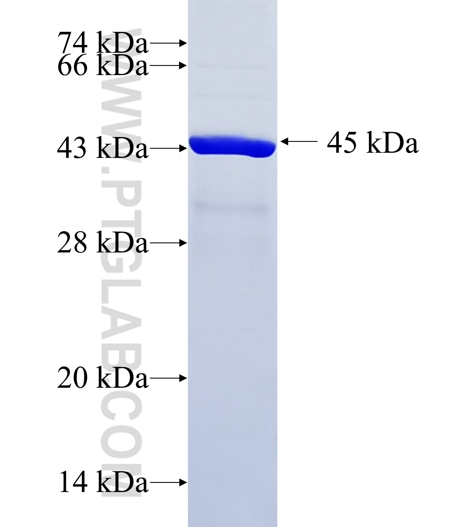 TRIM71 fusion protein Ag33899 SDS-PAGE TRIM71 fusion protein Ag33899 SDS-PAGE