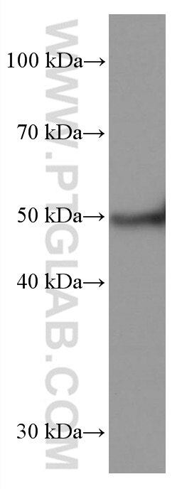 WB analysis of pig heart using 67403-1-Ig