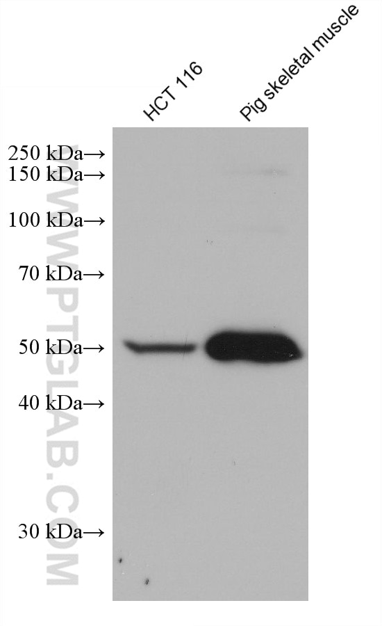 Western Blot (WB) analysis of various lysates using TRIM72 Monoclonal antibody (67403-1-Ig)