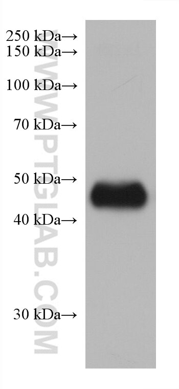 Western Blot (WB) analysis of mouse skeletal muscle tissue using TRIM72 Monoclonal antibody (67403-1-Ig)