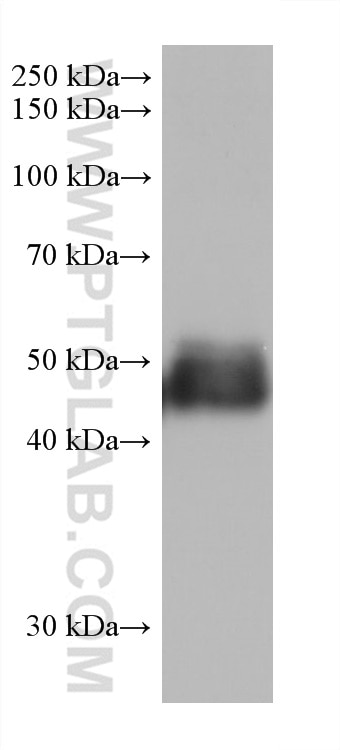 Western Blot (WB) analysis of mouse heart tissue using TRIM72 Monoclonal antibody (67403-1-Ig)