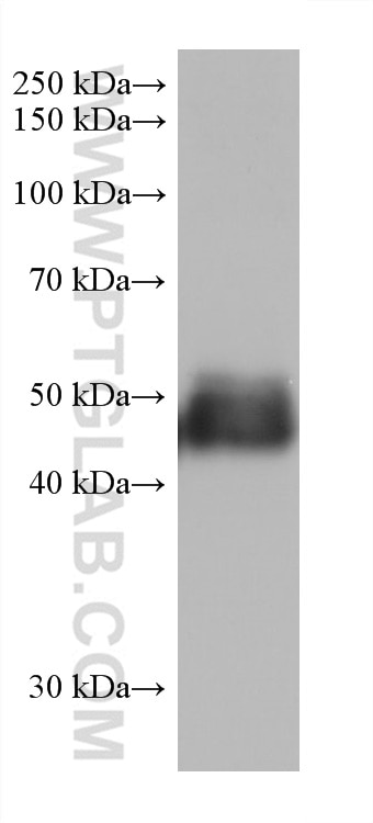 WB analysis of mouse heart using 67403-1-Ig