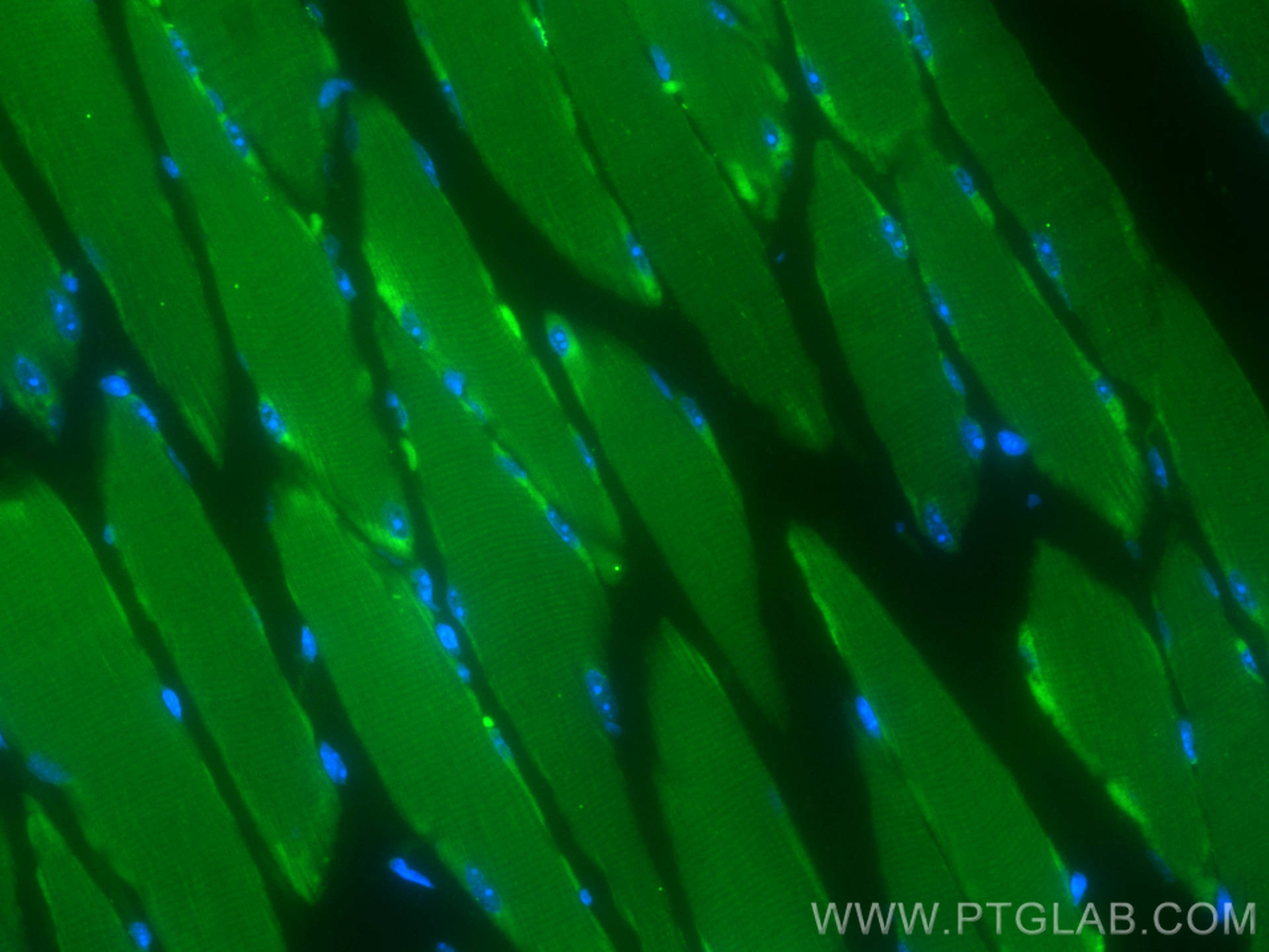 Immunofluorescence (IF) / fluorescent staining of mouse skeletal muscle tissue using CoraLite® Plus 488-conjugated TRIM72 Monoclonal an (CL488-67403)