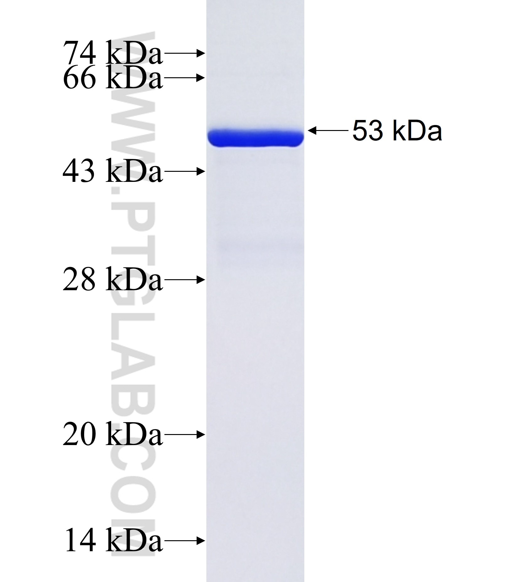 TRIM74 fusion protein Ag37111 SDS-PAGE