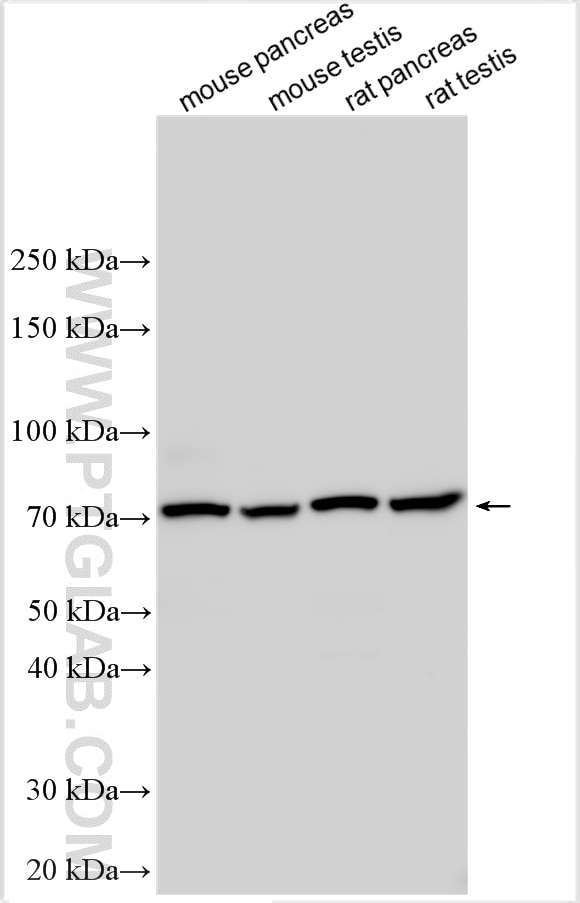 Western Blot (WB) analysis of various lysates using TRIM77 Polyclonal antibody (33260-1-AP)