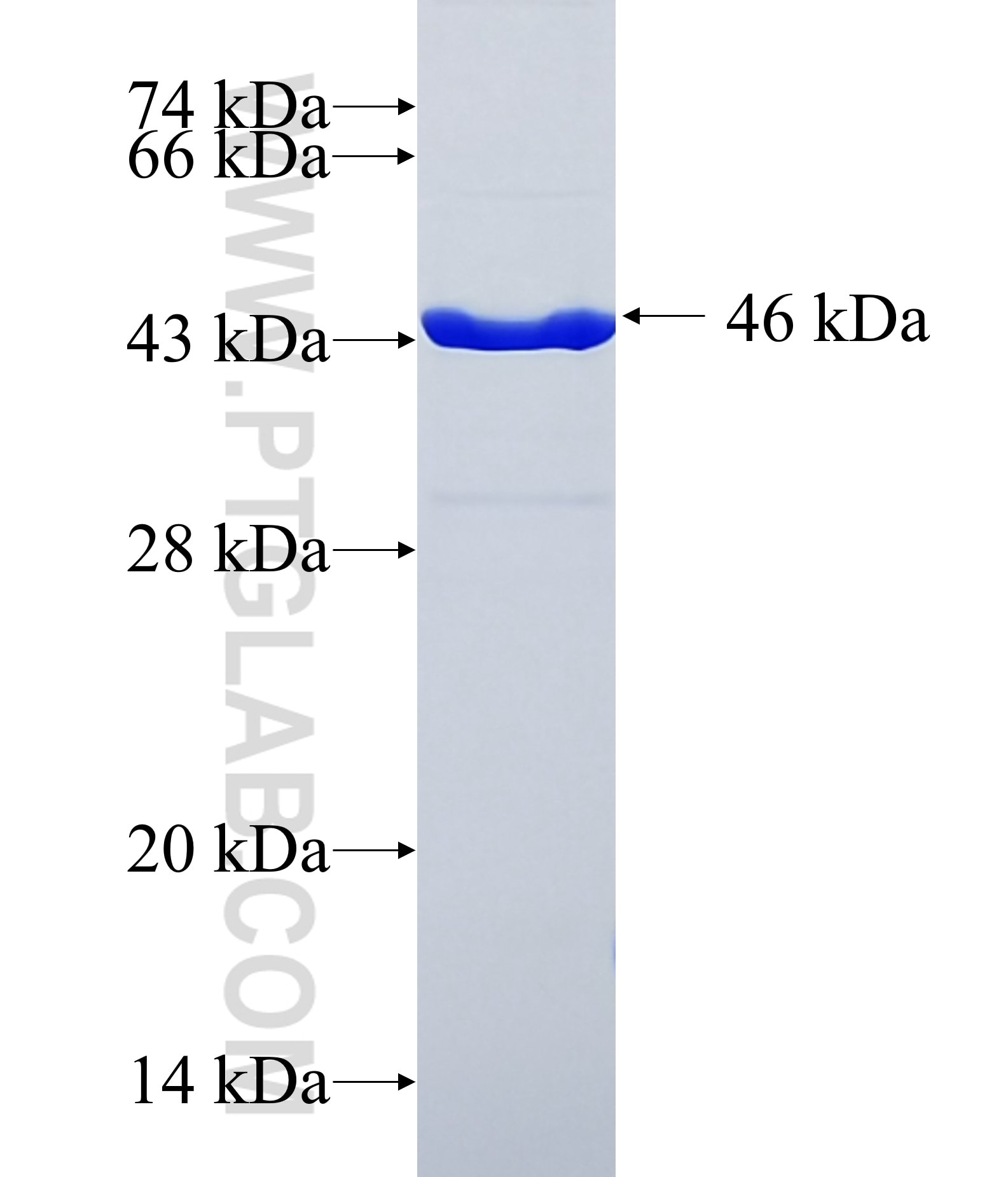 TRIM8 fusion protein Ag26517 SDS-PAGE