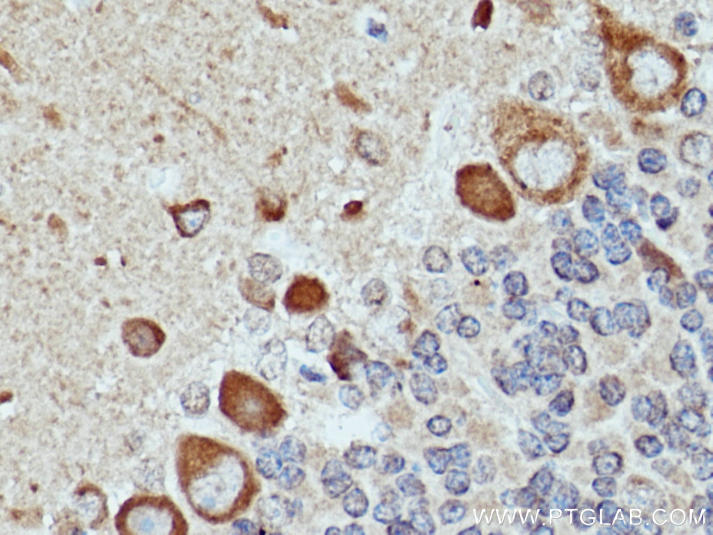 IHC staining of rat cerebellum using 10786-1-AP