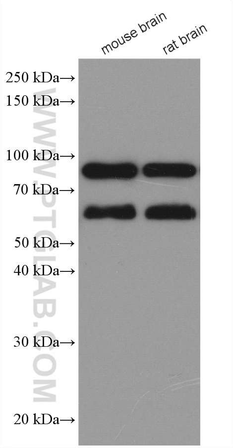 Western Blot (WB) analysis of various lysates using TRIM9 Polyclonal antibody (10786-1-AP)