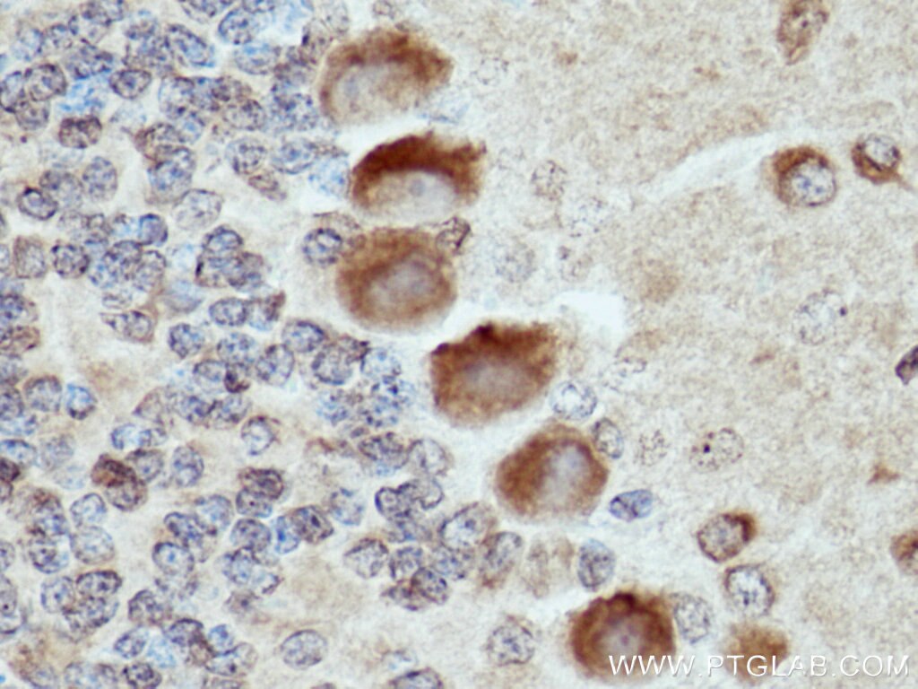 Immunohistochemistry (IHC) staining of rat cerebellum tissue using TRIM9 Monoclonal antibody (67268-1-Ig)