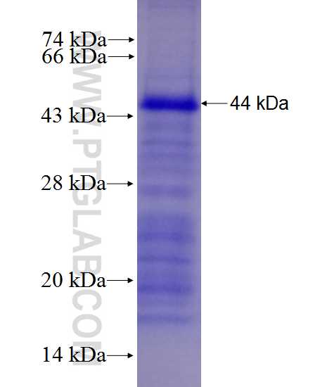 TRIM9 fusion protein Ag27856 SDS-PAGE