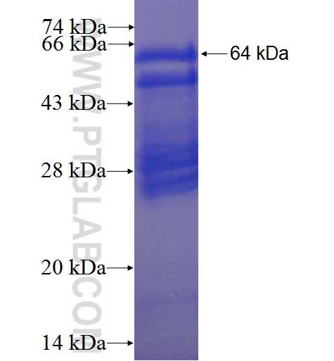 TRIM9 fusion protein Ag1238 SDS-PAGE