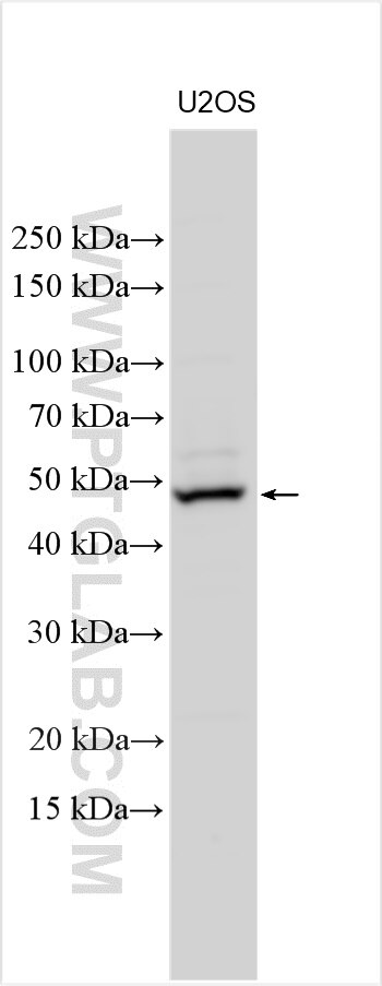 Western Blot (WB) analysis of various lysates using TRIML2 Polyclonal antibody (31976-1-AP)