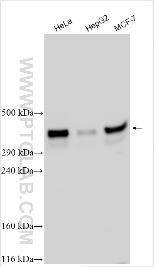 Western Blot (WB) analysis of various lysates using TRIO Polyclonal antibody (31192-1-AP)