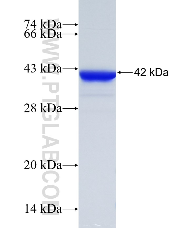 TRIO fusion protein Ag34954 SDS-PAGE