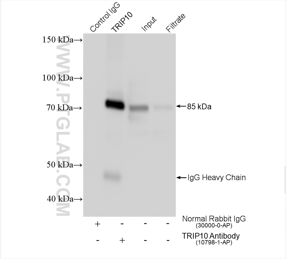 Immunoprecipitation (IP) experiment of K-562 cells using TRIP10 Polyclonal antibody (10798-1-AP)