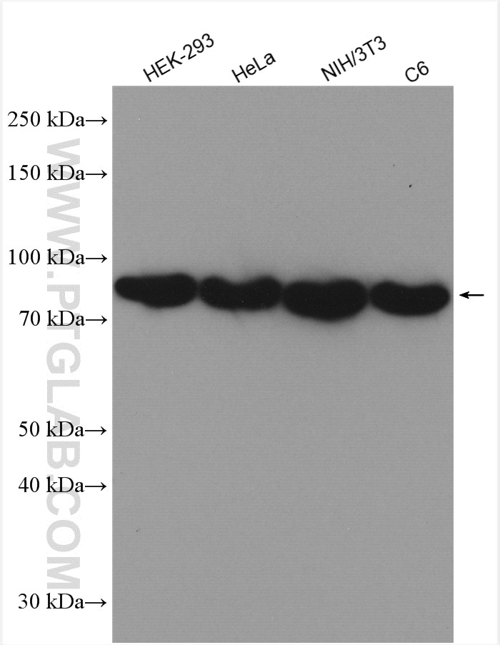 Western Blot (WB) analysis of various lysates using TRIP10 Polyclonal antibody (10798-1-AP)