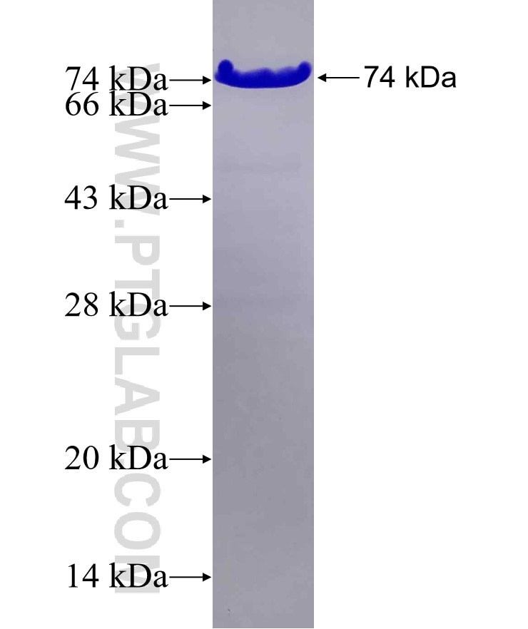 TRIP10 fusion protein Ag1251 SDS-PAGE
