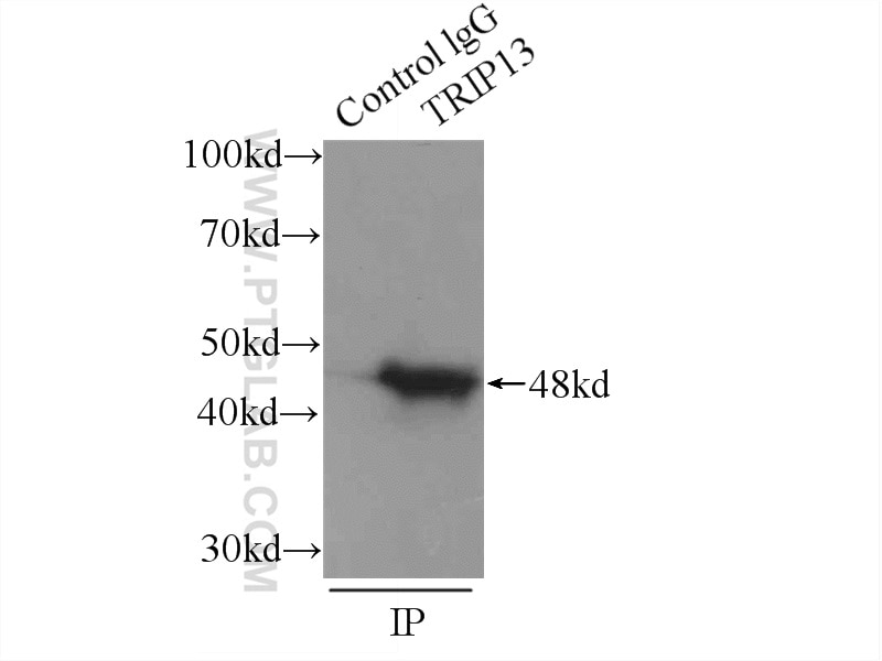 Immunoprecipitation (IP) experiment of mouse testis tissue using TRIP13 Polyclonal antibody (19602-1-AP)
