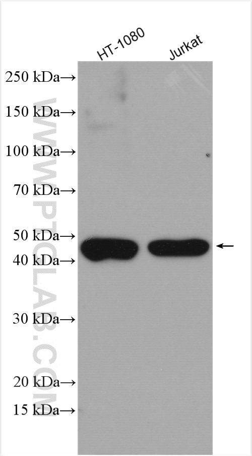 Western Blot (WB) analysis of various lysates using TRIP13 Polyclonal antibody (19602-1-AP)