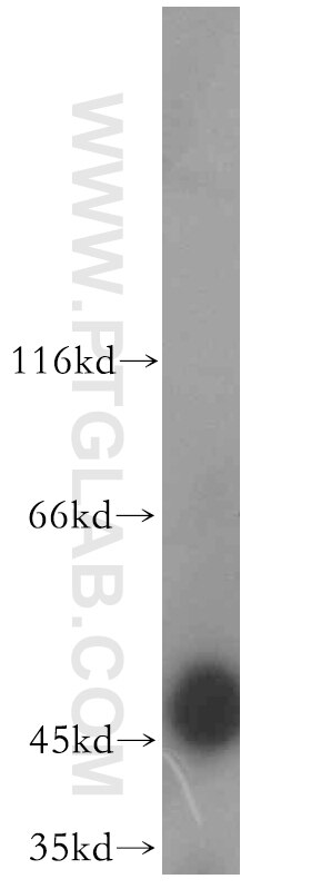 Western Blot (WB) analysis of mouse testis tissue using TRIP13 Polyclonal antibody (19602-1-AP)