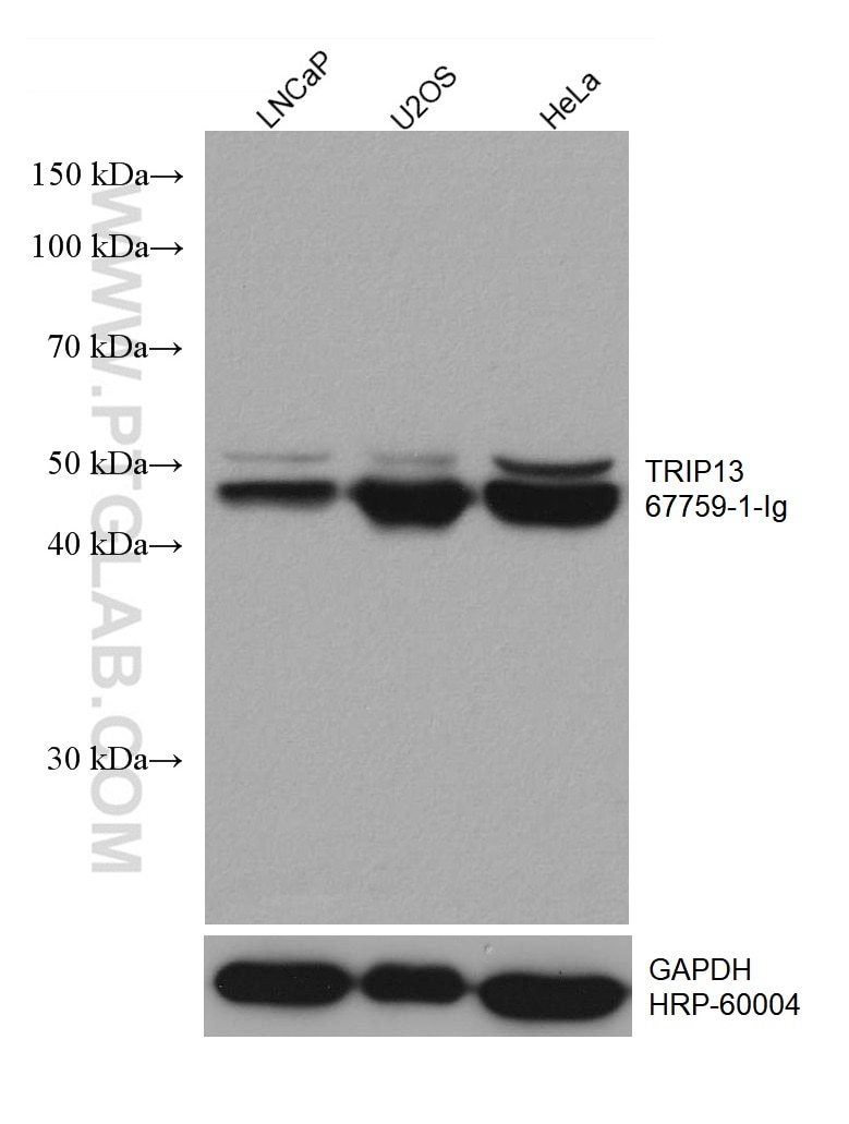 Western Blot (WB) analysis of various lysates using TRIP13 Monoclonal antibody (67759-1-Ig)