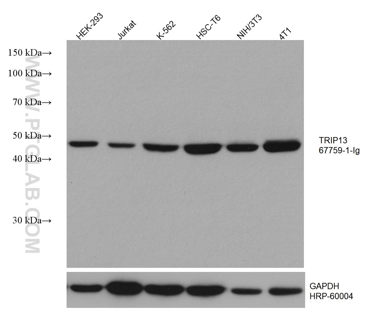 Western Blot (WB) analysis of various lysates using TRIP13 Monoclonal antibody (67759-1-Ig)
