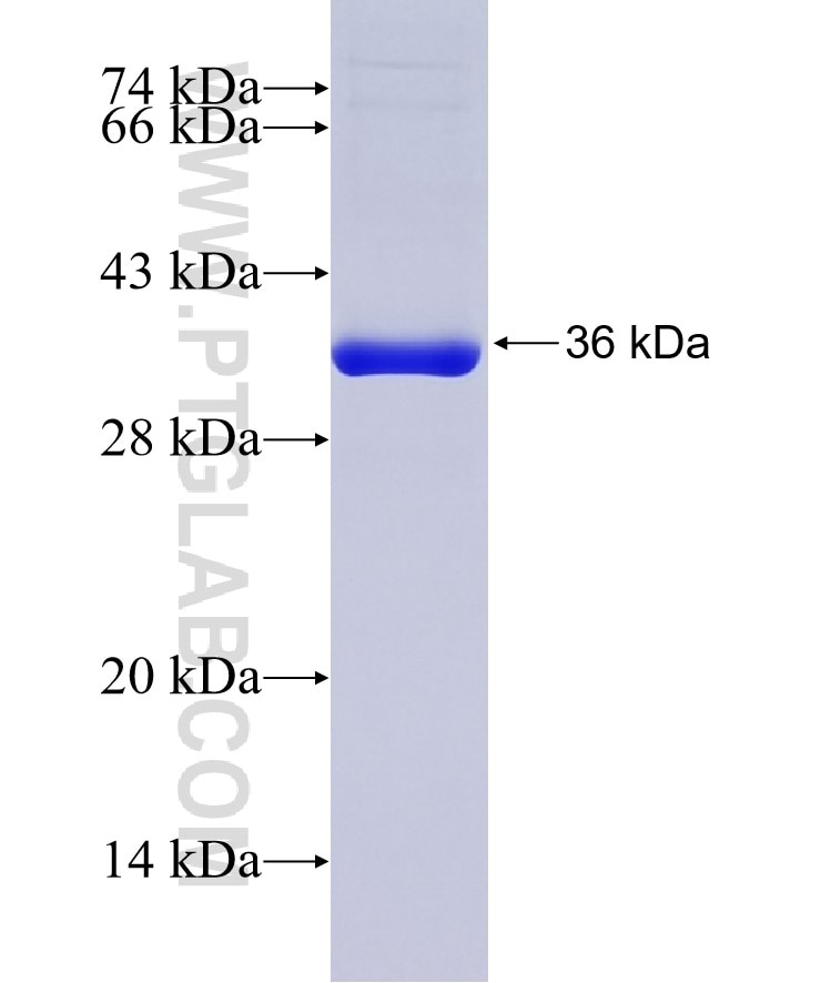 TRIP13 fusion protein Ag6595 SDS-PAGE