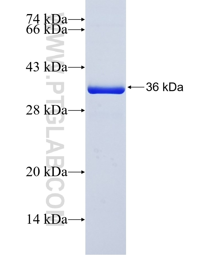 TRIP13 fusion protein Ag6595 SDS-PAGE