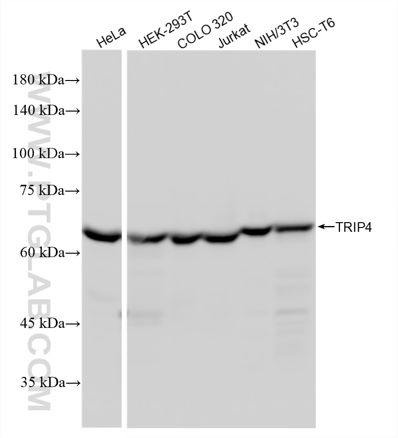 WB analysis using 88025-1-RR Western Blot (WB) analysis of various lysates using TRIP4 Recombinant monoclonal antibody (88025-1-RR)