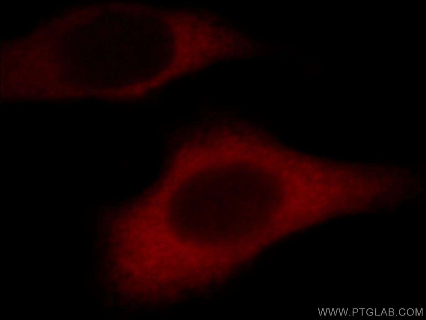 Immunofluorescence (IF) / fluorescent staining of HepG2 cells using TRIP6 Polyclonal antibody (21163-1-AP)