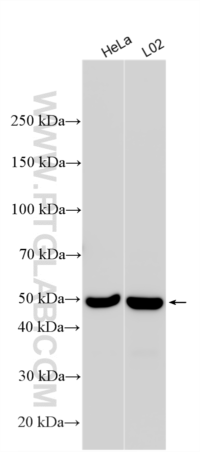 WB analysis using 21163-1-AP Western Blot (WB) analysis of various lysates using TRIP6 Polyclonal antibody (21163-1-AP)