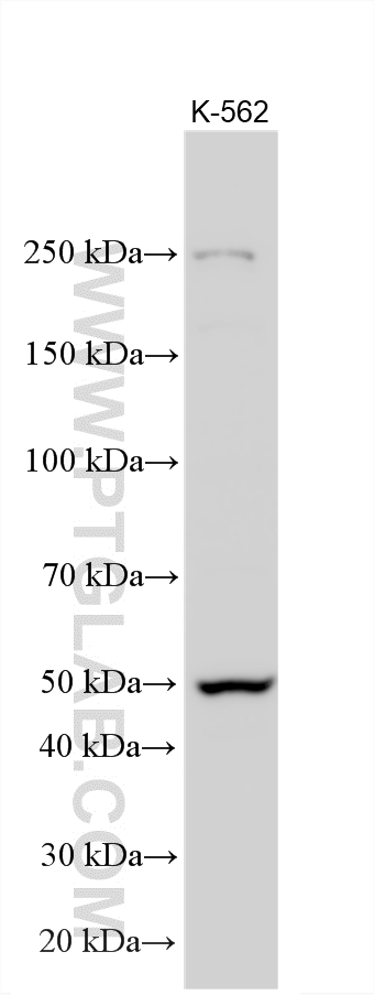 Western Blot (WB) analysis of various lysates using TRIT1 Polyclonal antibody (17141-1-AP)