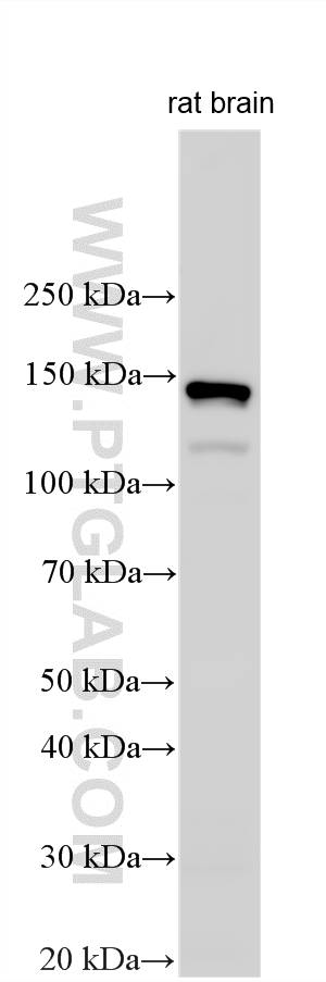 WB analysis using 34231-1-AP Western Blot (WB) analysis of various lysates using TRK/TRKA Polyclonal antibody (34231-1-AP)