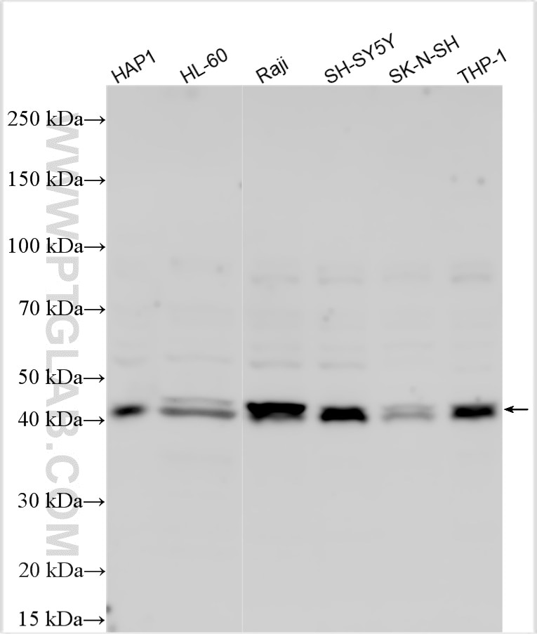 Western Blot (WB) analysis of various lysates using TRMT10B Polyclonal antibody (33056-1-AP)
