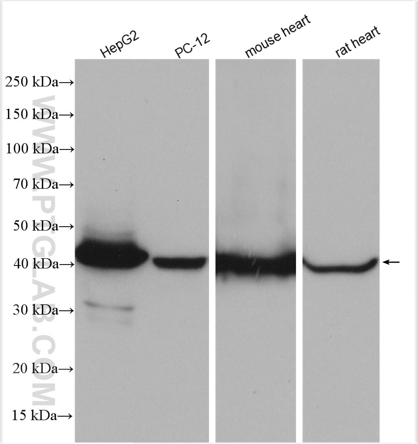 Western Blot (WB) analysis of various lysates using TRMT10C Polyclonal antibody (29087-1-AP)