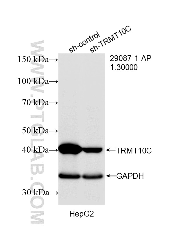 Western Blot (WB) analysis of HepG2 cells using TRMT10C Polyclonal antibody (29087-1-AP)